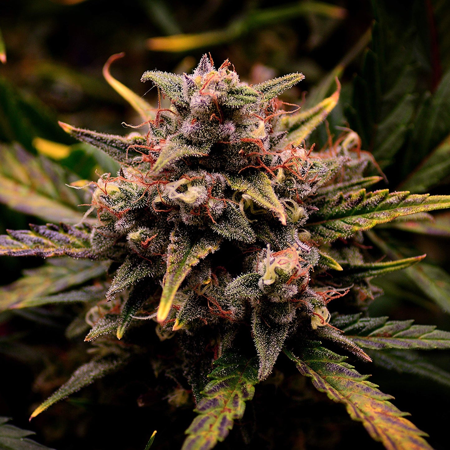 Cream Mandarine Samen Automatik Samen Lucky Hemp