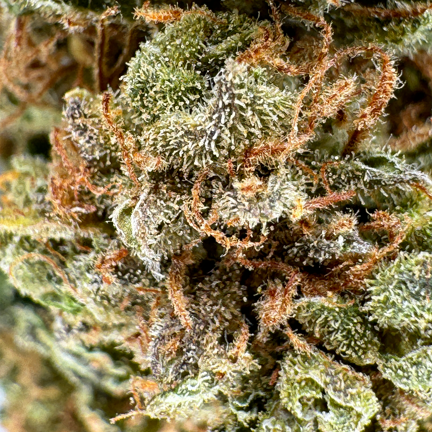 Berry Kush Merci sfuse