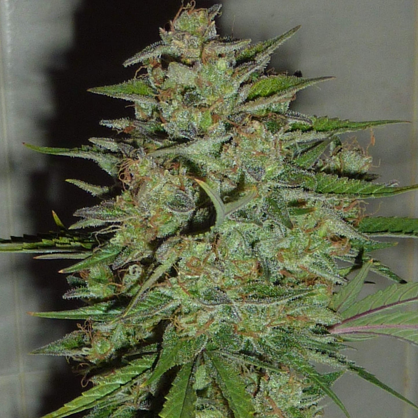 Blue Critical Samen Automatik Samen Lucky Hemp