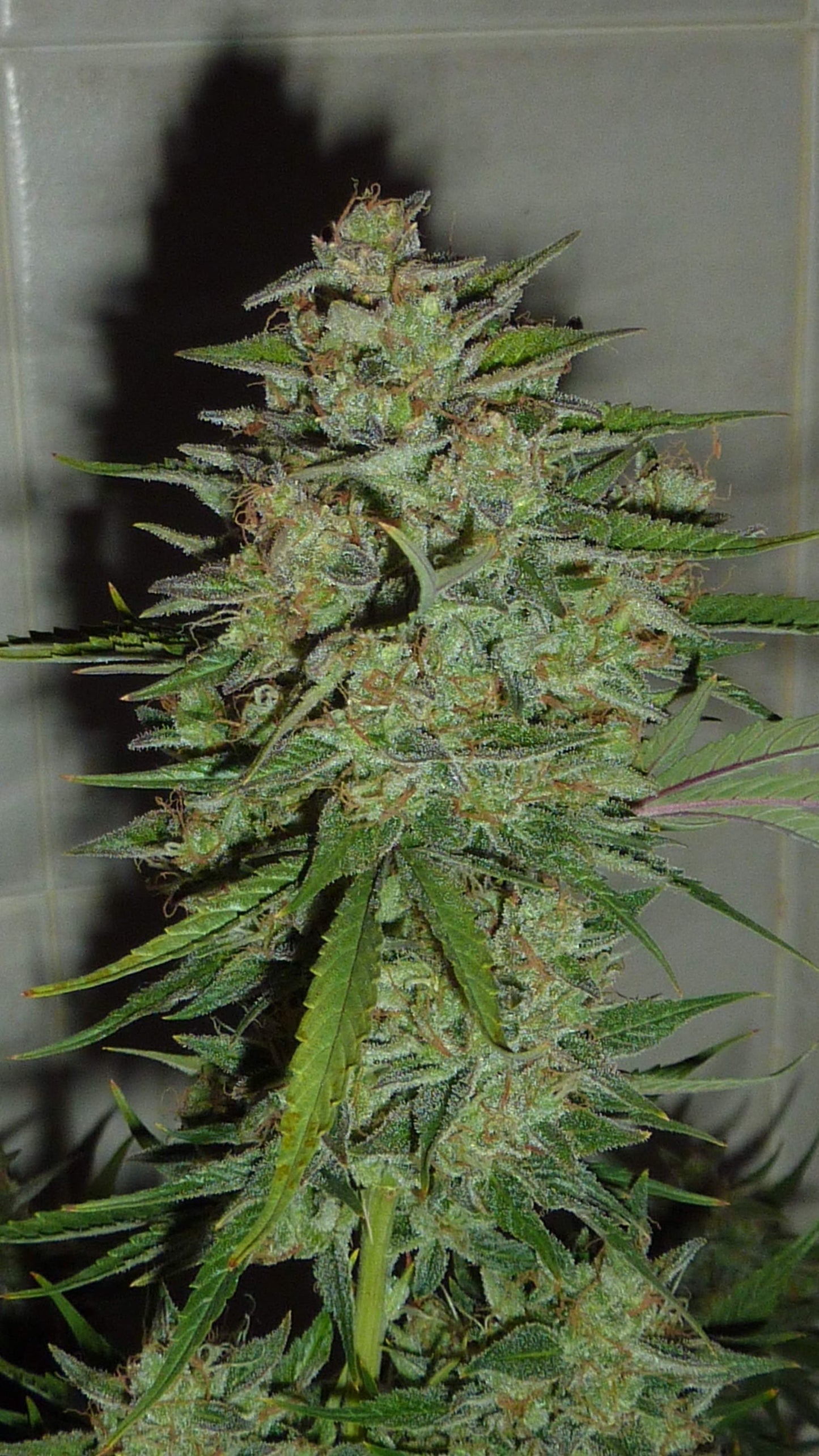 Blue Critical Samen Automatik Samen Lucky Hemp