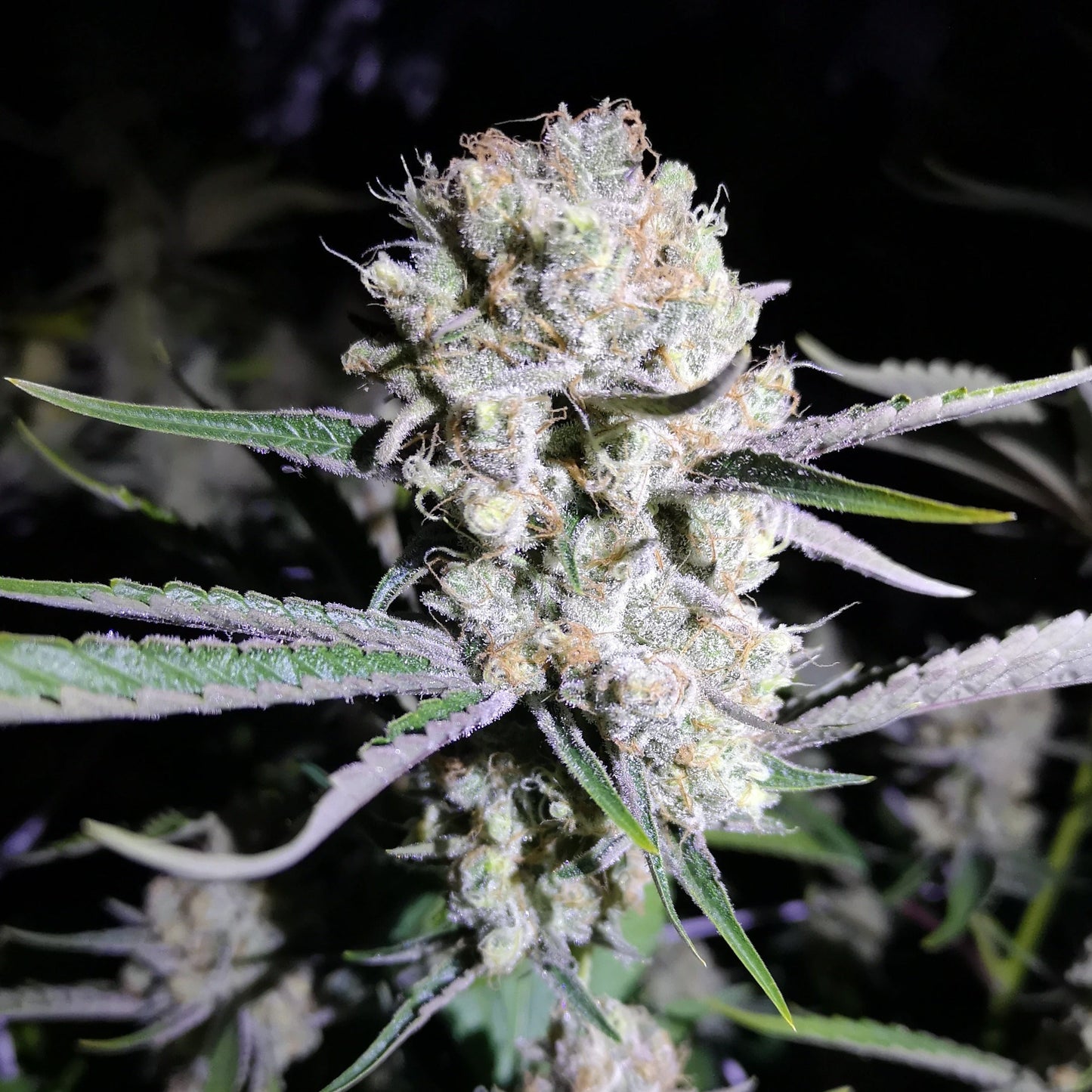 Cricitcal Samen Feminisiert Lucky Hemp