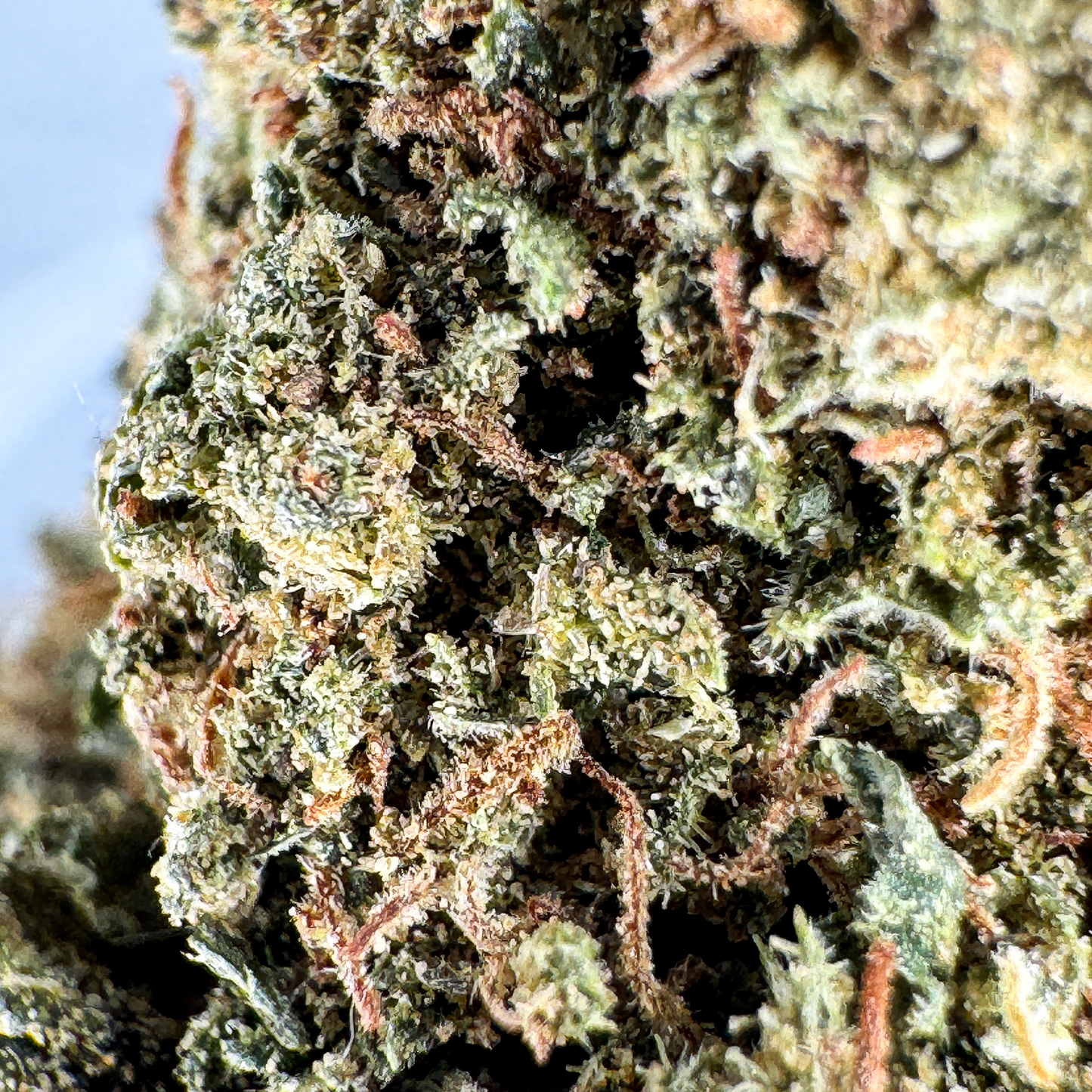 Orange Bud Merci sfuse