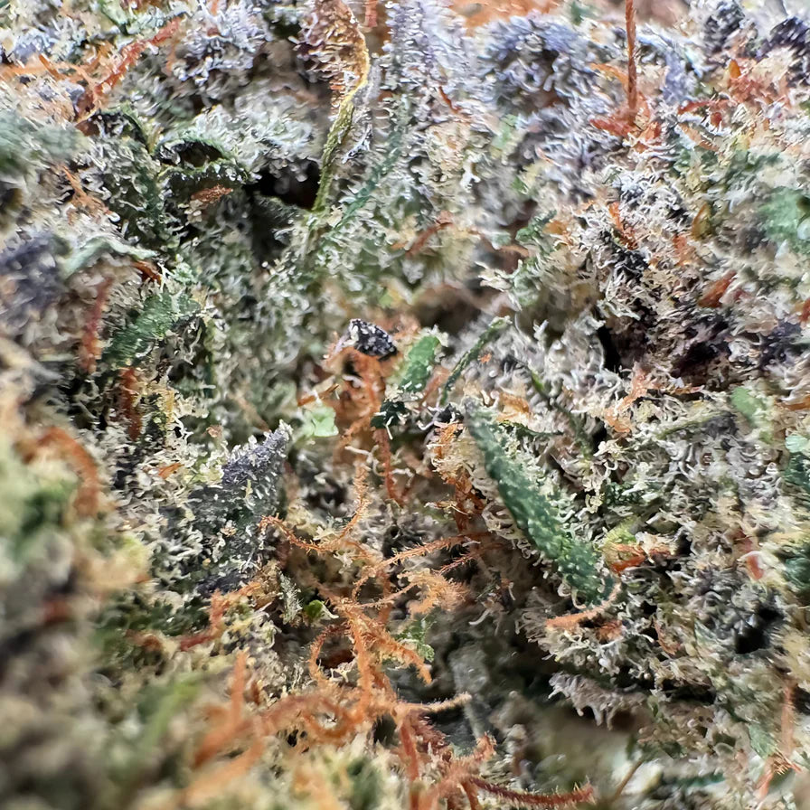 Berry Kush Merci sfuse