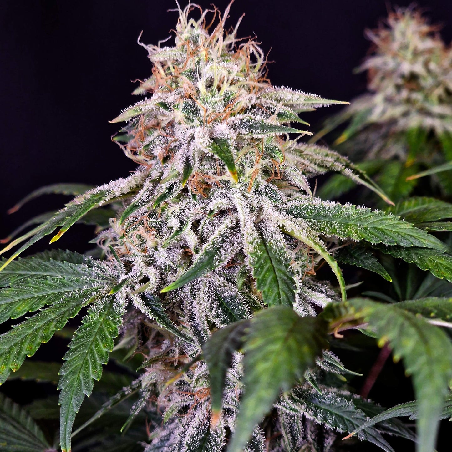 Sour Diesel US Samen Feminisiert Samen Lucky Hemp
