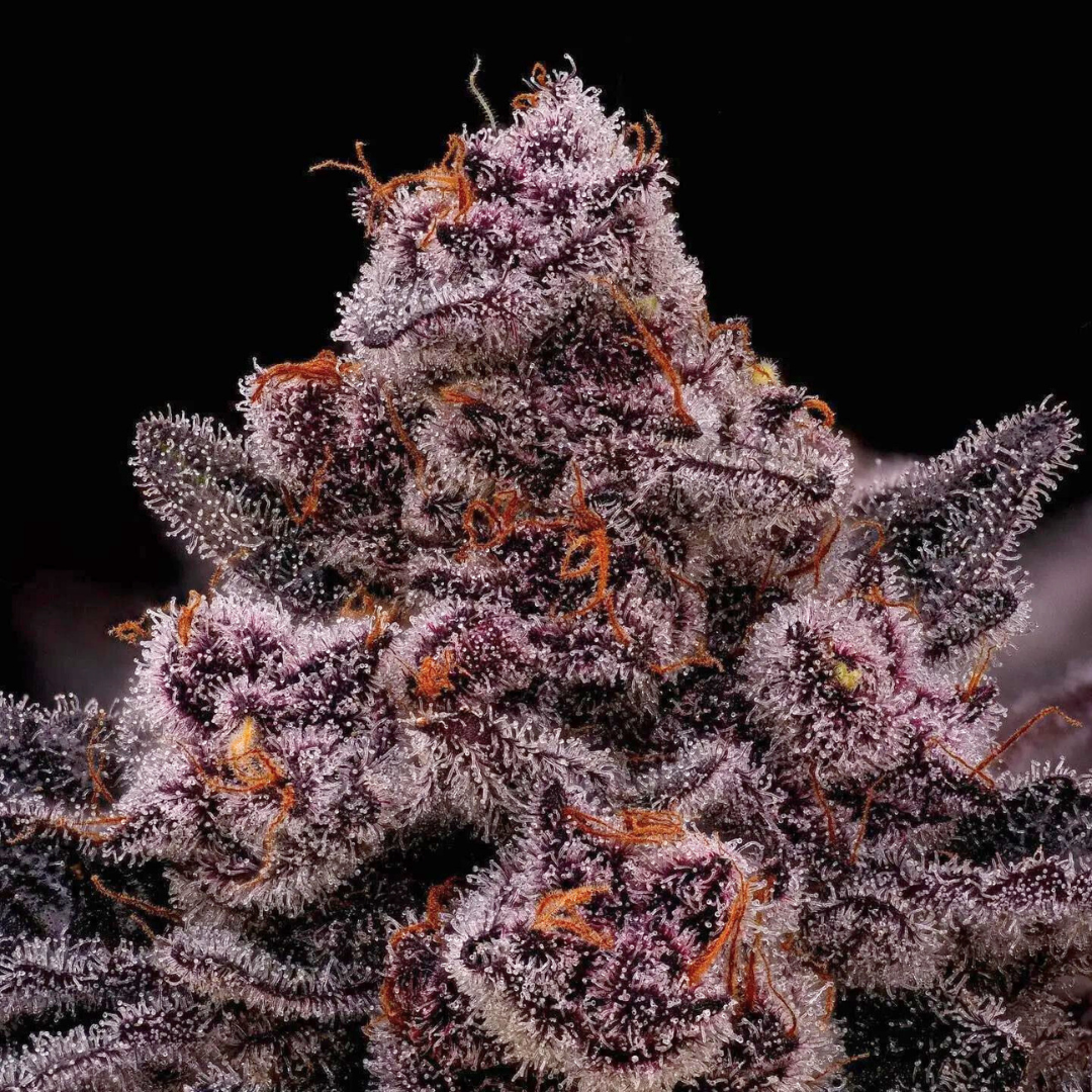 Super Boof Cherry Steckling