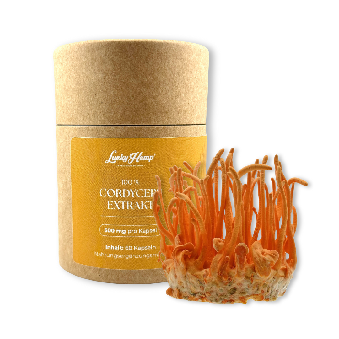 Cordyceps Extrakt