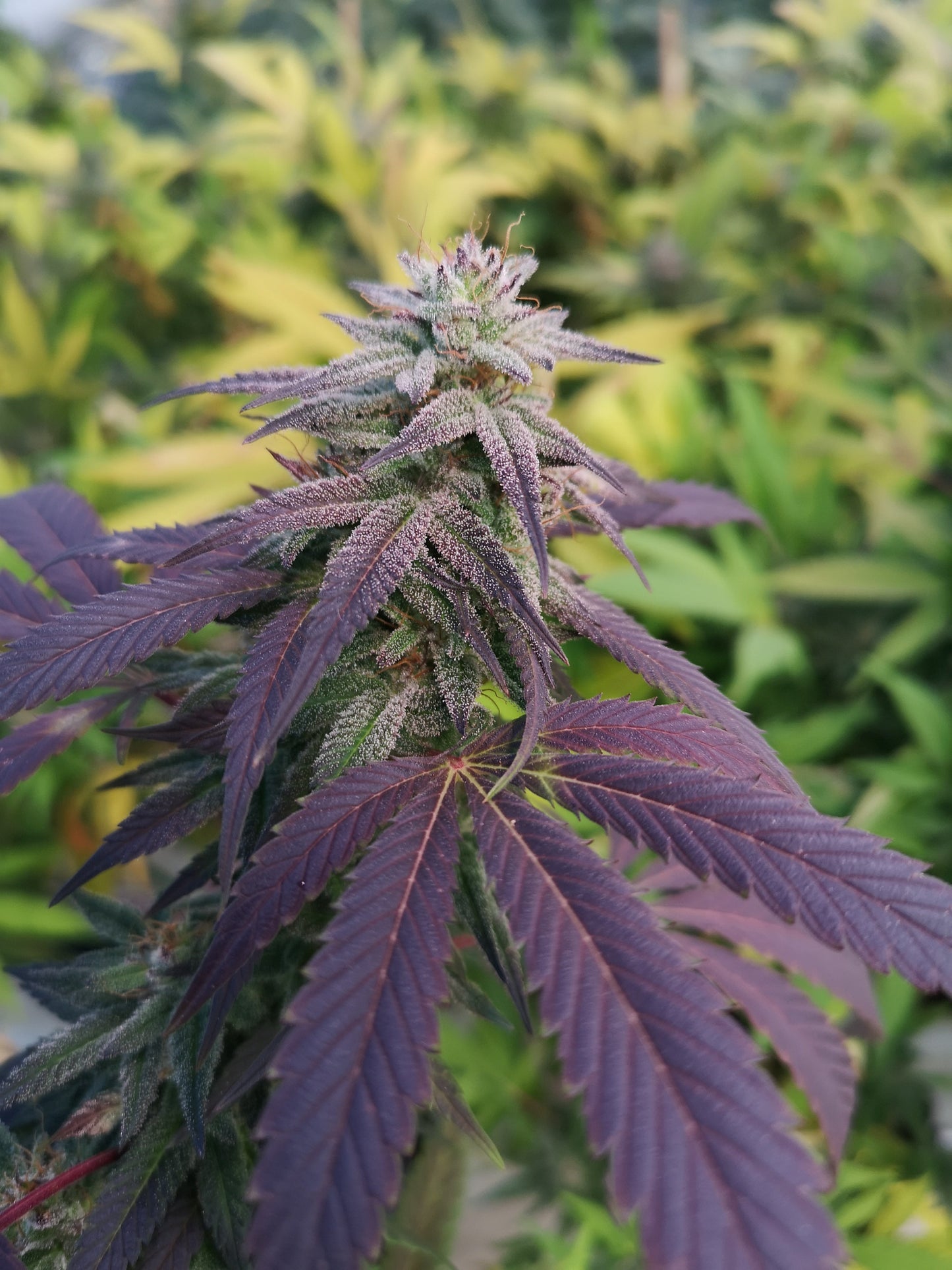 Skittlez Samen Feminisiert Lucky Hemp