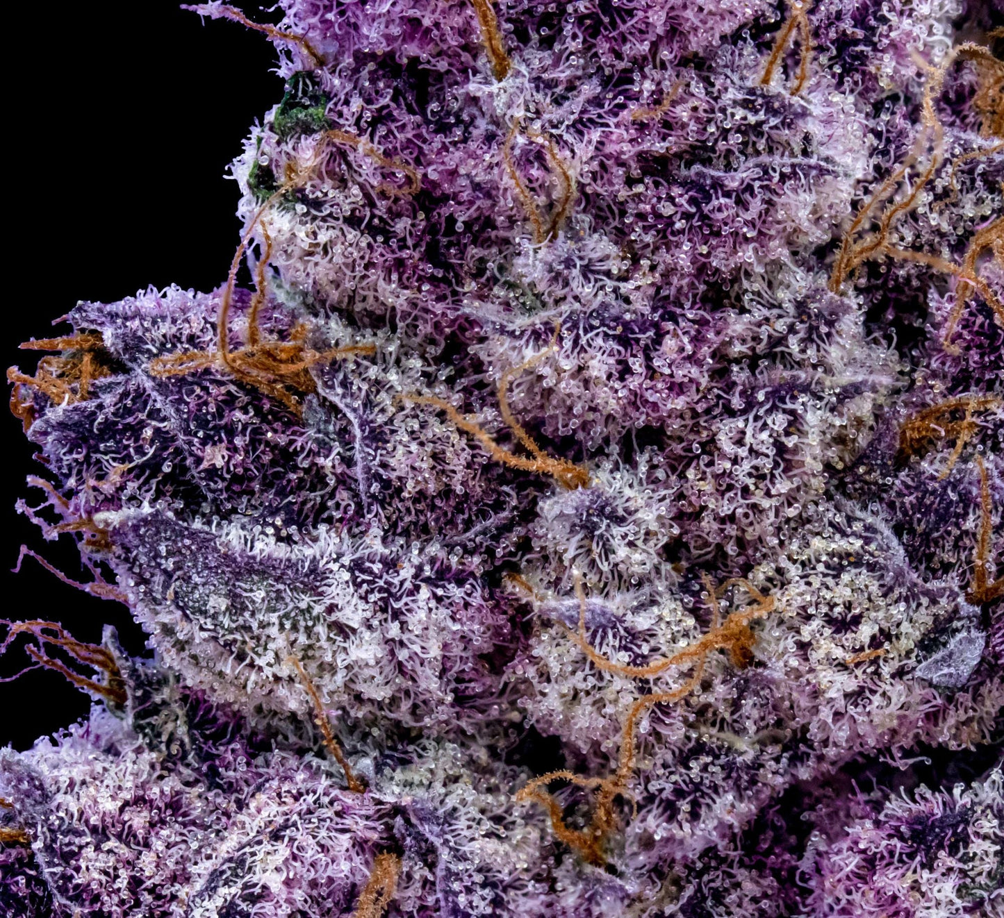 Tropicana US Samen Feminisiert Samen Lucky Hemp