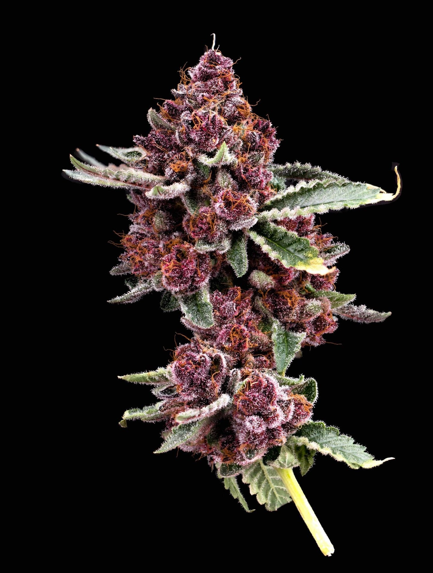 Tropicana US Samen Feminisiert Samen Lucky Hemp