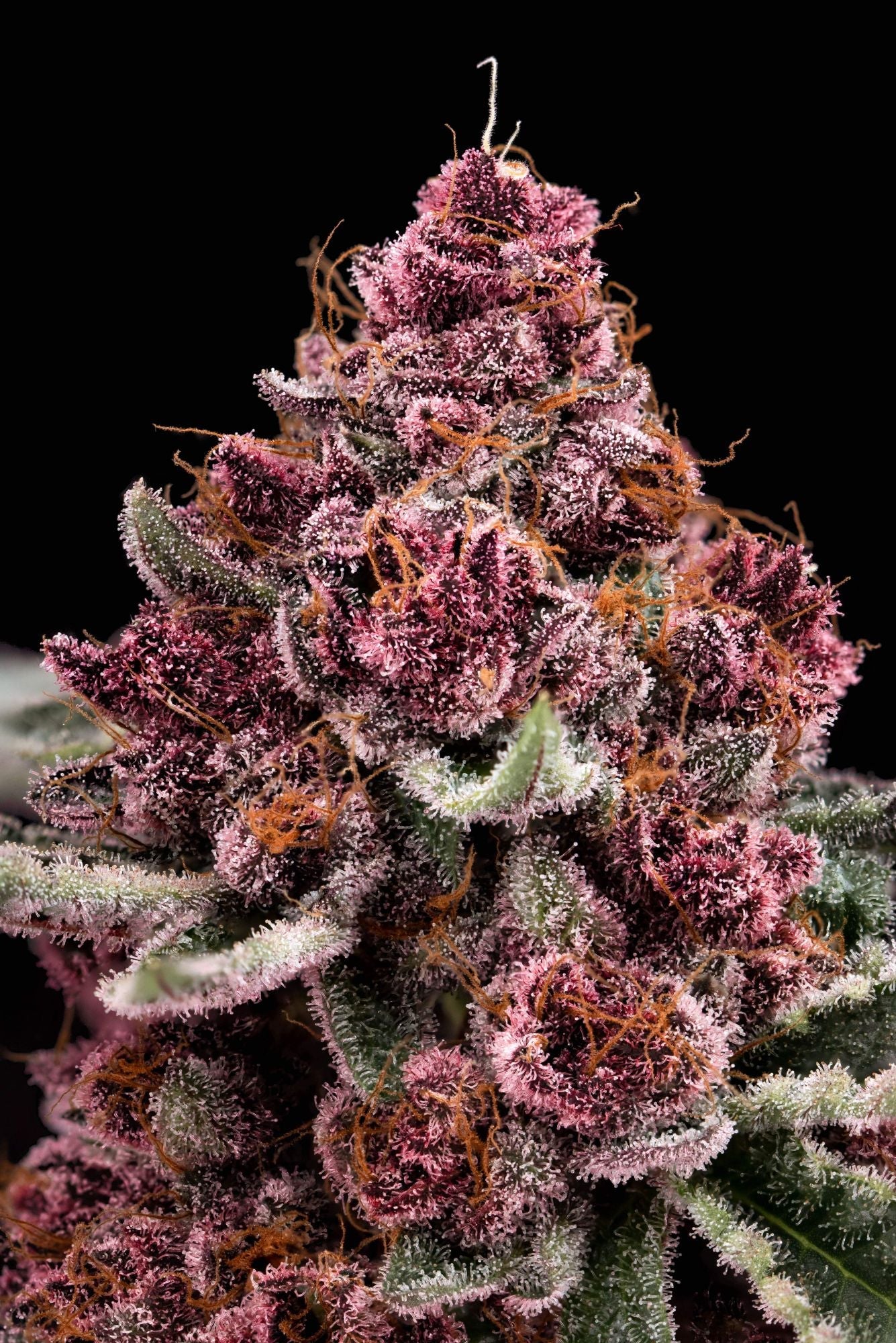 Tropicana US Samen Feminisiert Samen Lucky Hemp