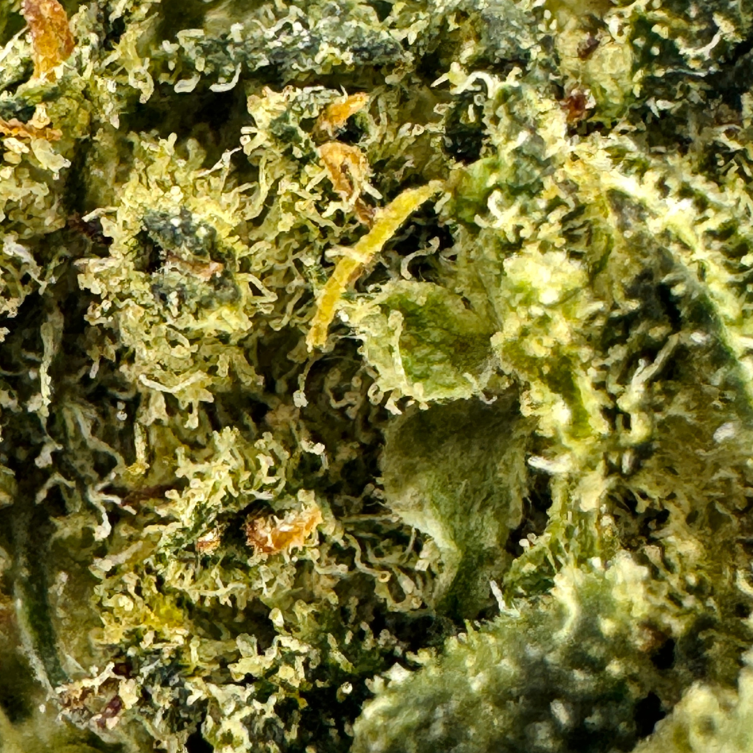 Berry Kush Merci sfuse