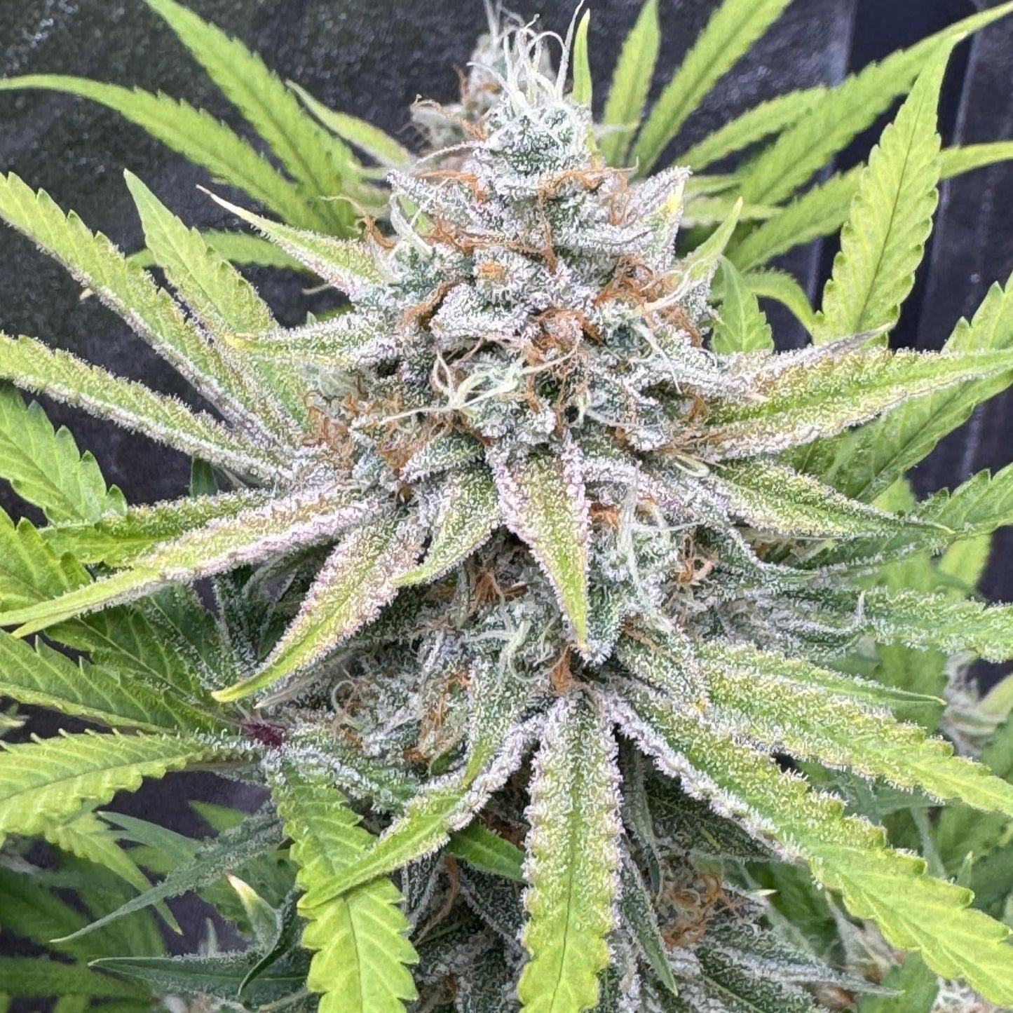 Diesel Samen Automatik Samen Lucky Hemp