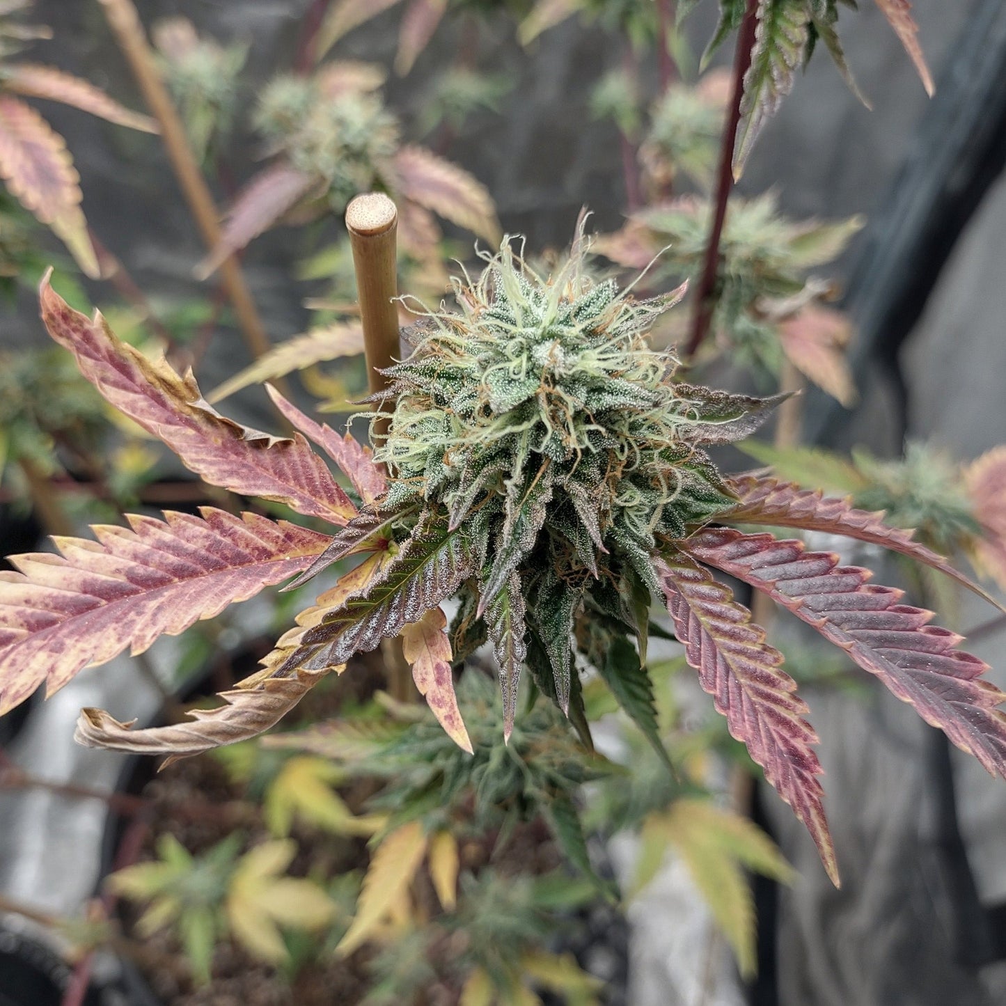 Fruit Cake CBD Samen Feminisiert Samen Lucky Hemp