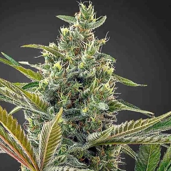 Lemon Haze CBD Samen Feminisiert Samen Lucky Hemp