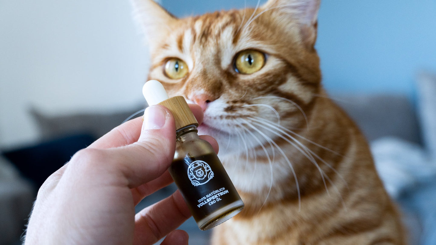 Lachs CBD-Öl Öle Lucky Hemp
