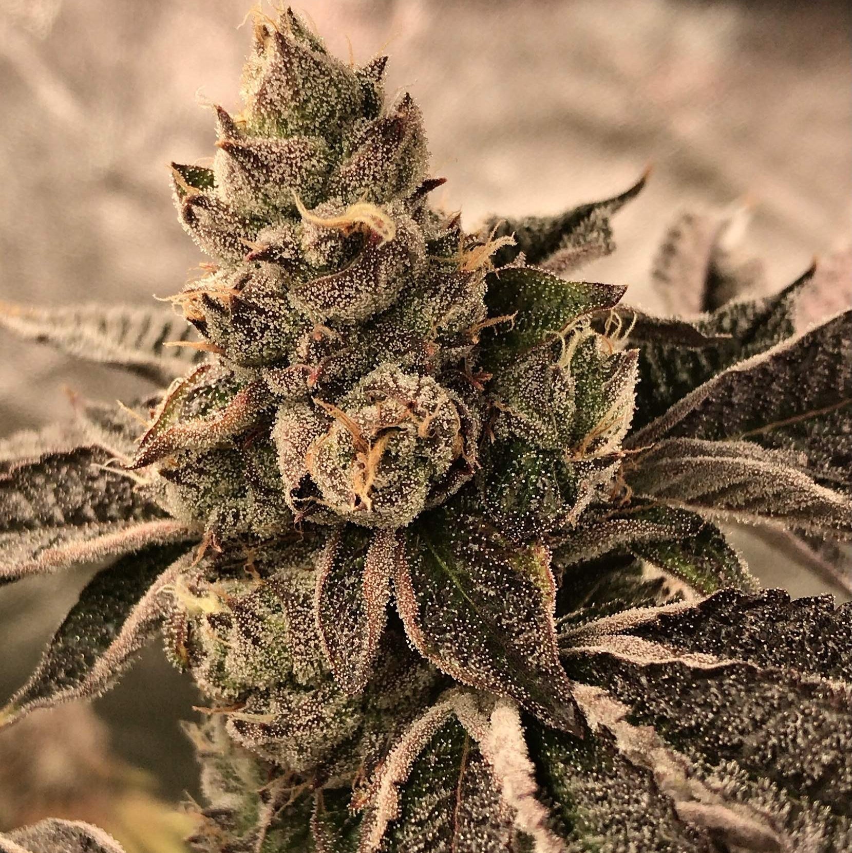Cookies & Cream Samen Automatik Samen Lucky Hemp