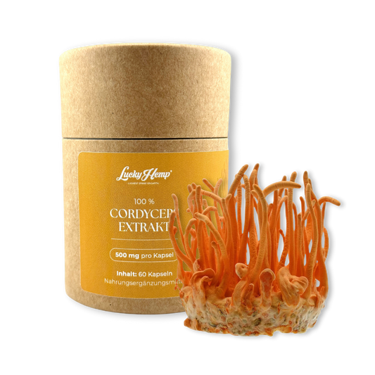 Cordyceps Extrakt