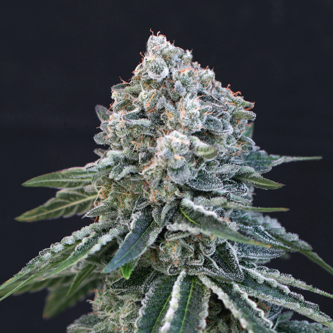 Gorilla Glue Samen Feminisiert Samen Lucky Hemp